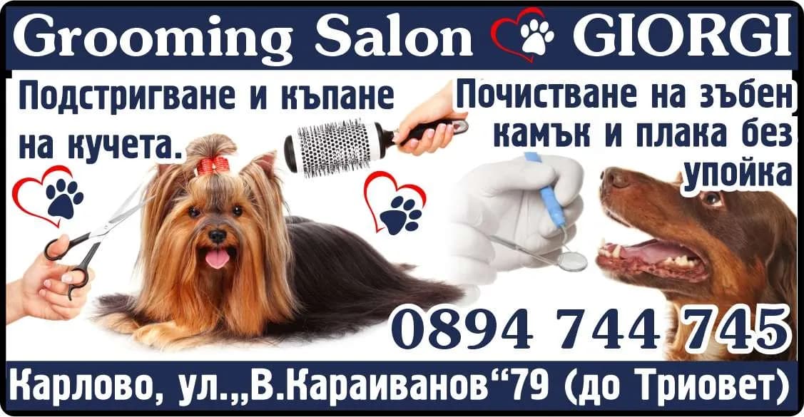 ЕЛИТ-РАШКОВА-70 - Grooming Salon GIORGI. Подстригване и къпане на кучета. Почистване на зъбен камък и плака без упойка.